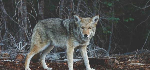 Tanie lub darmowe sposoby na dostęp do angielskich treści
